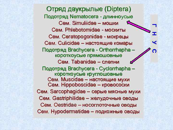 Отряд двукрылые (Diptera) Г Н У С Подотряд Nematocera - длинноусые Сем. Simuliidae –