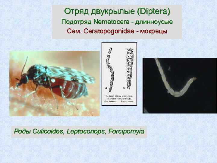 Отряд двукрылые (Diptera) Подотряд Nematocera - длинноусые Сем. Сeratopogonidae - мокрецы Роды Culicoides, Leptoconops,