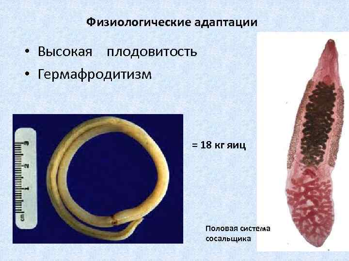 Физиологические адаптации • Высокая плодовитость • Гермафродитизм = 18 кг яиц Половая система сосальщика