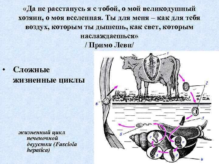  «Да не расстанусь я с тобой, о мой великодушный хозяин, о моя вселенная.