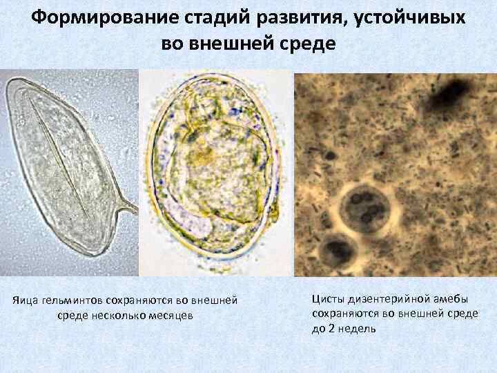 Формирование стадий развития, устойчивых во внешней среде Яица гельминтов сохраняются во внешней среде несколько