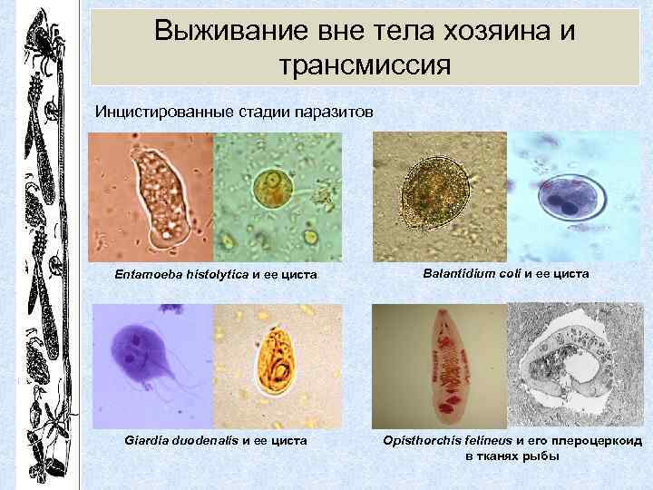 Выживание вне тела хозяина и трансмиссия Инцистированные стадии паразитов Entamoeba histolytica и ее циста