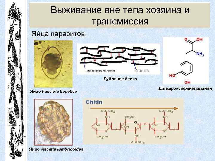 Выживание вне тела хозяина и трансмиссия Яйца паразитов Дубление белка Яйцо Fasciola hepatica Яйцо