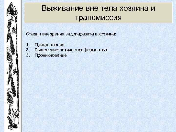 Выживание вне тела хозяина и трансмиссия Стадии внедрения эндопаразита в хозяина: 1. 2. 3.