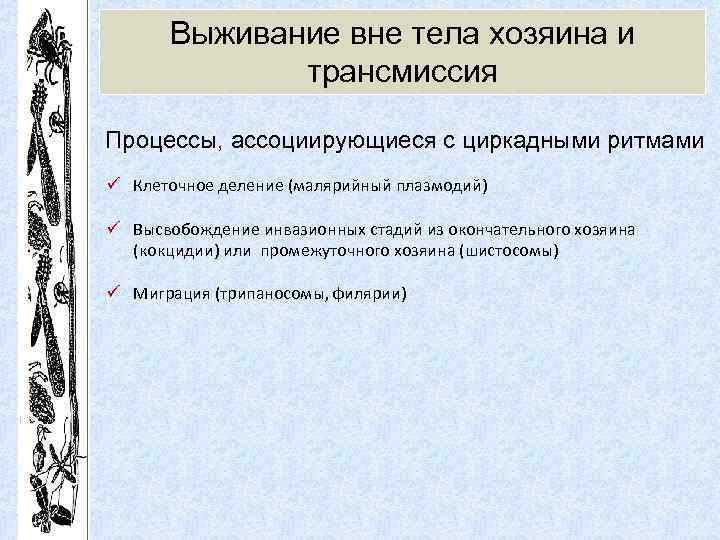 Выживание вне тела хозяина и трансмиссия Процессы, ассоциирующиеся с циркадными ритмами ü Клеточное деление