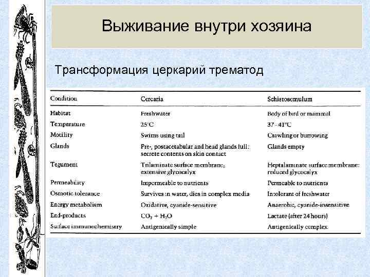 Выживание внутри хозяина Трансформация церкарий трематод 