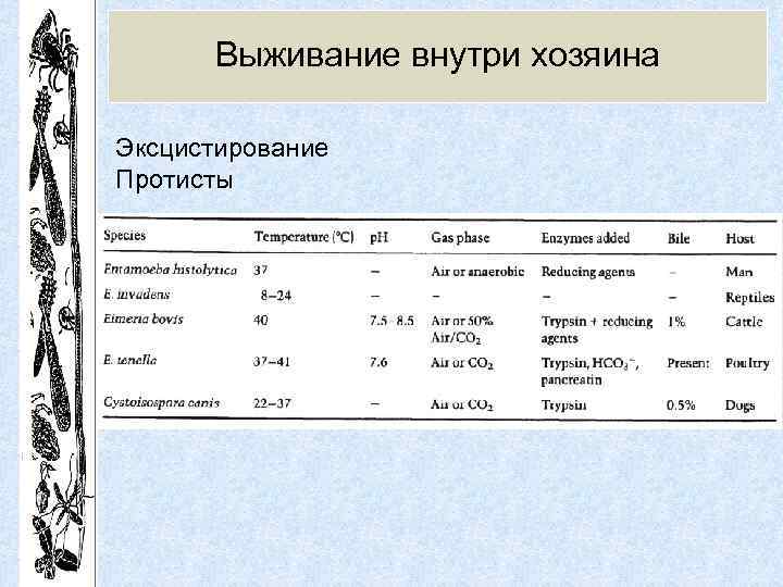 Выживание внутри хозяина Эксцистирование Протисты 