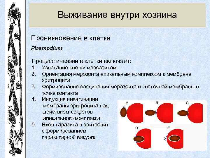 Выживание внутри хозяина Проникновение в клетки Plasmodium Процесс инвазии в клетки включает: 1. 2.