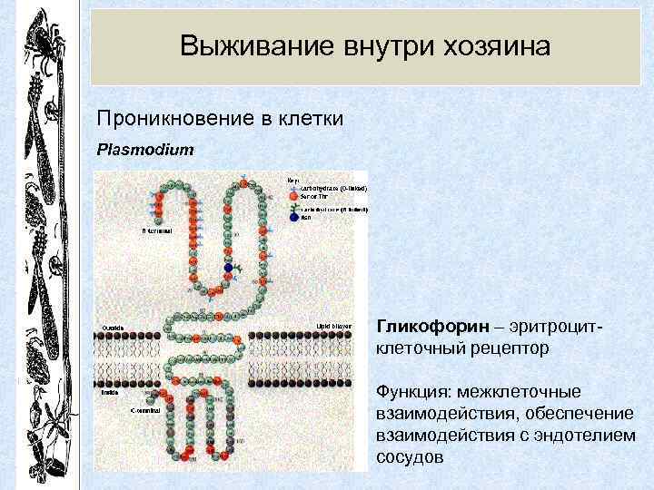 Выживание внутри хозяина Проникновение в клетки Plasmodium Гликофорин – эритроцитклеточный рецептор Функция: межклеточные взаимодействия,