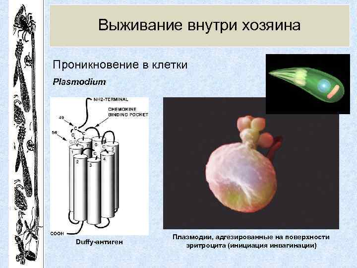 Выживание внутри хозяина Проникновение в клетки Plasmodium Duffy-антиген Плазмодии, адгезированные на поверхности эритроцита (инициация