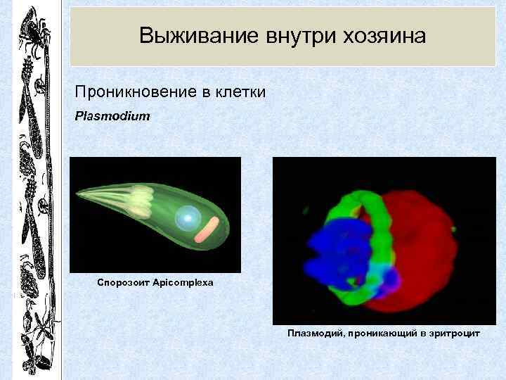 Выживание внутри хозяина Проникновение в клетки Plasmodium Спорозоит Apicomplexa Плазмодий, проникающий в эритроцит 