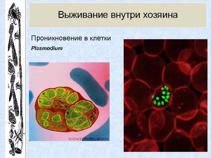 Выживание внутри хозяина Проникновение в клетки Plasmodium 