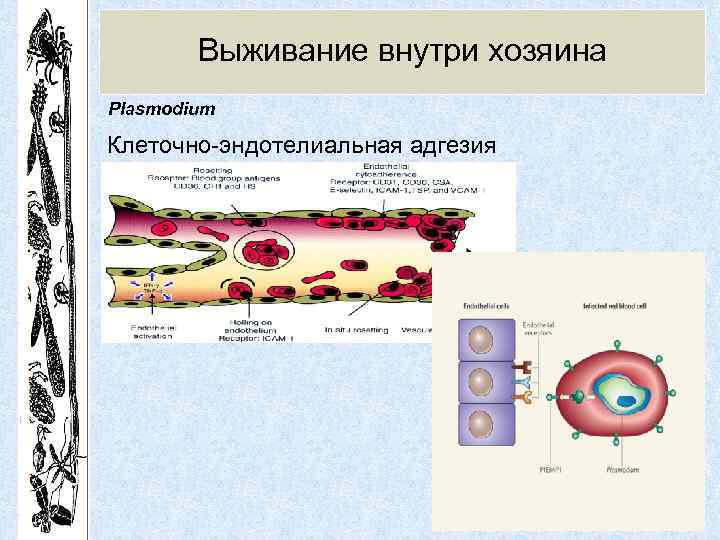 Выживание внутри хозяина Plasmodium Клеточно-эндотелиальная адгезия 