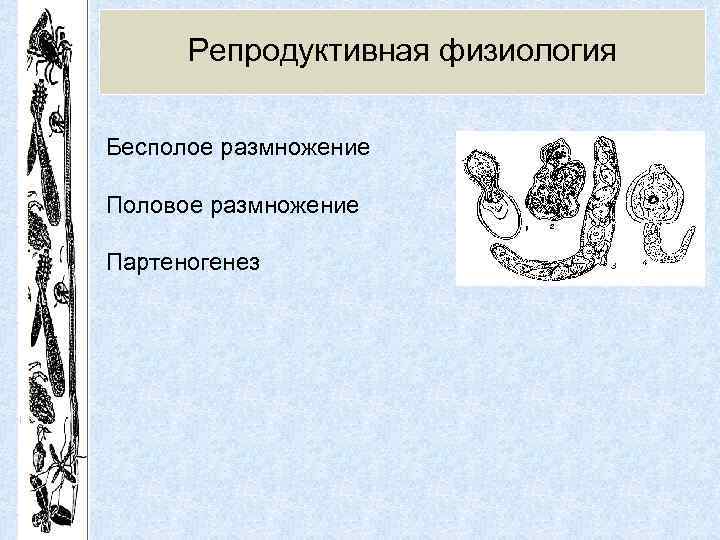 Репродуктивная физиология Бесполое размножение Половое размножение Партеногенез 