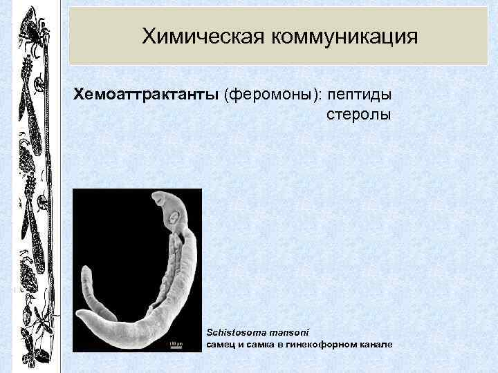 Химическая коммуникация Хемоаттрактанты (феромоны): пептиды стеролы Schistosoma mansoni самец и самка в гинекофорном канале