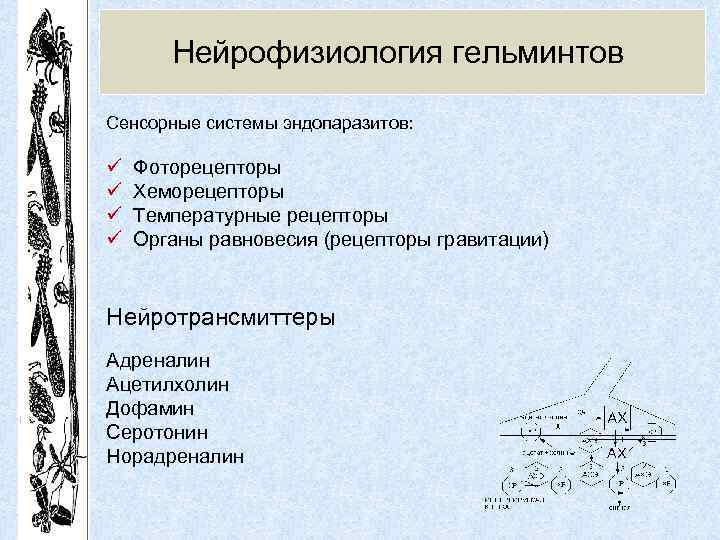 Нейрофизиология гельминтов Сенсорные системы эндопаразитов: ü ü Фоторецепторы Хеморецепторы Температурные рецепторы Органы равновесия (рецепторы