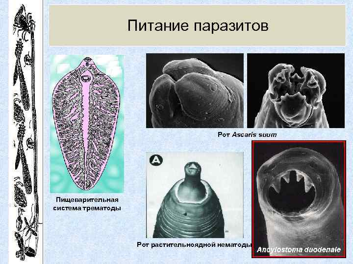 Питание паразитов Рот Ascaris suum Пищеварительная система трематоды Рот растительноядной нематоды 