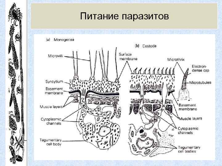 Питание паразитов 