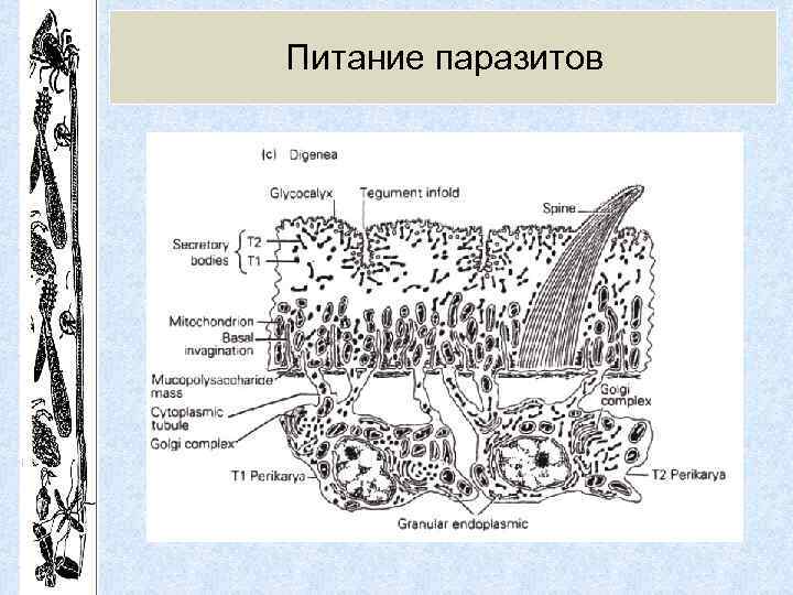 Питание паразитов 