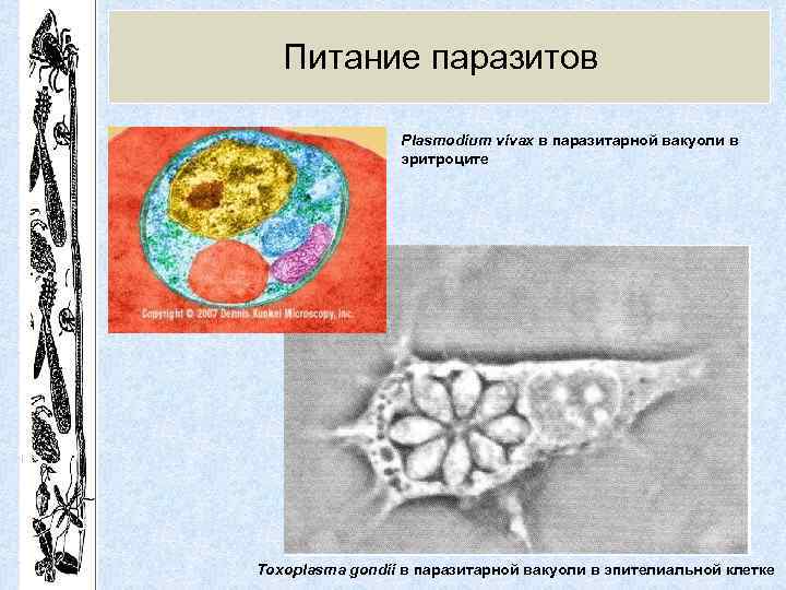 Питание паразитов Plasmodium vivax в паразитарной вакуоли в эритроците Toxoplasma gondii в паразитарной вакуоли