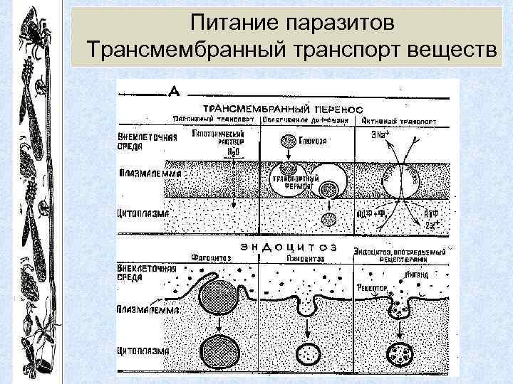 Питание паразитов Трансмембранный транспорт веществ 