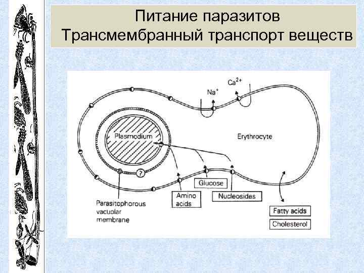 Питание паразитов Трансмембранный транспорт веществ 