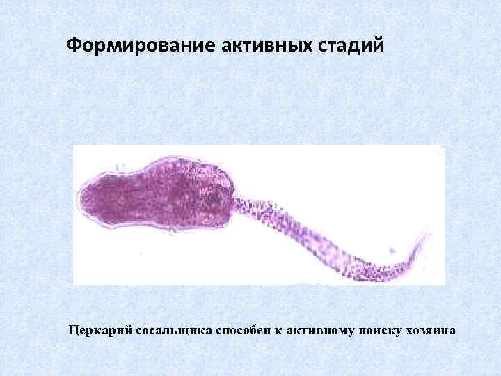 Формирование активных стадий Церкарий сосальщика способен к активному поиску хозяина 