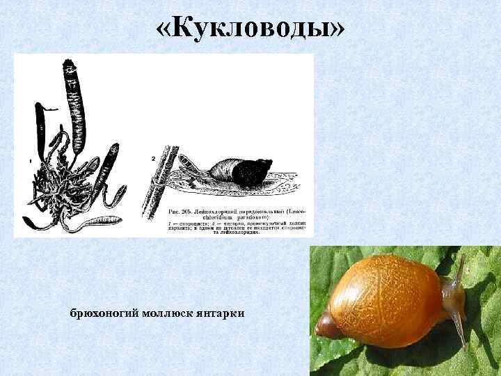  «Кукловоды» брюхоногий моллюск янтарки 