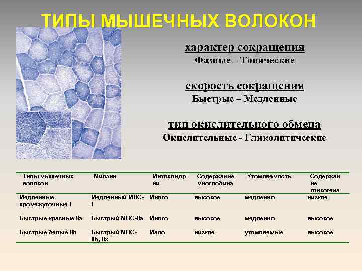 ТИПЫ МЫШЕЧНЫХ ВОЛОКОН характер сокращения Фазные – Тонические скорость сокращения Быстрые – Медленные тип