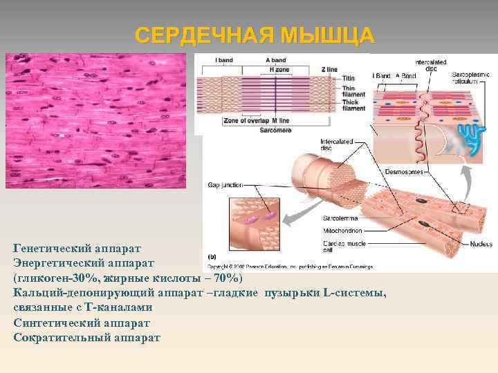 СЕРДЕЧНАЯ МЫШЦА : Генетический аппарат Энергетический аппарат (гликоген-30%, жирные кислоты – 70%) Кальций-депонирующий аппарат