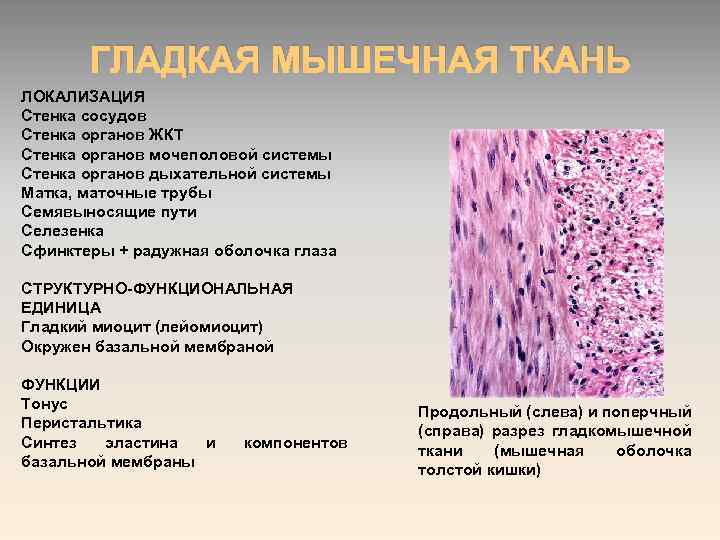 ГЛАДКАЯ МЫШЕЧНАЯ ТКАНЬ ЛОКАЛИЗАЦИЯ Стенка сосудов Стенка органов ЖКТ Стенка органов мочеполовой системы Стенка