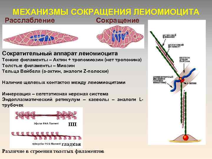 МЕХАНИЗМЫ СОКРАЩЕНИЯ ЛЕИОМИОЦИТА Расслабление Сокращение Сократительный аппарат леиомиоцита Тонкие филаменты – Актин + тропомиозин