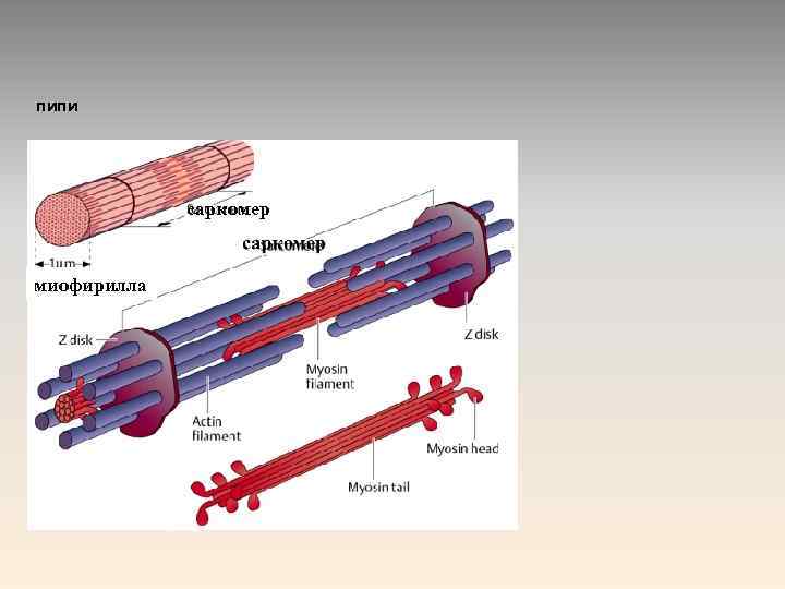 пипи саркомер миофирилла 