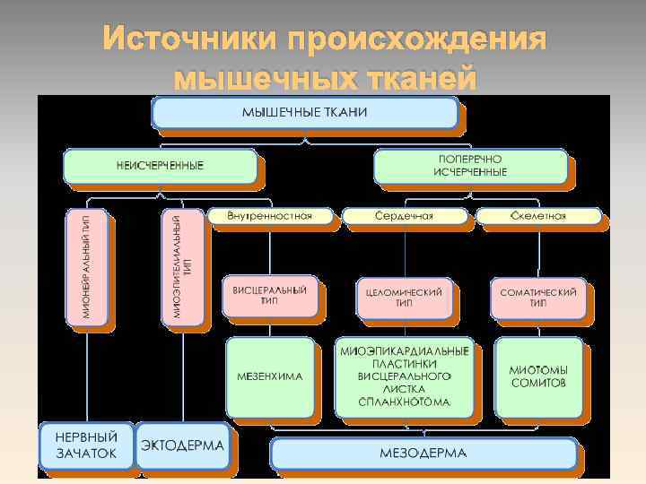 Источники происхождения мышечных тканей 