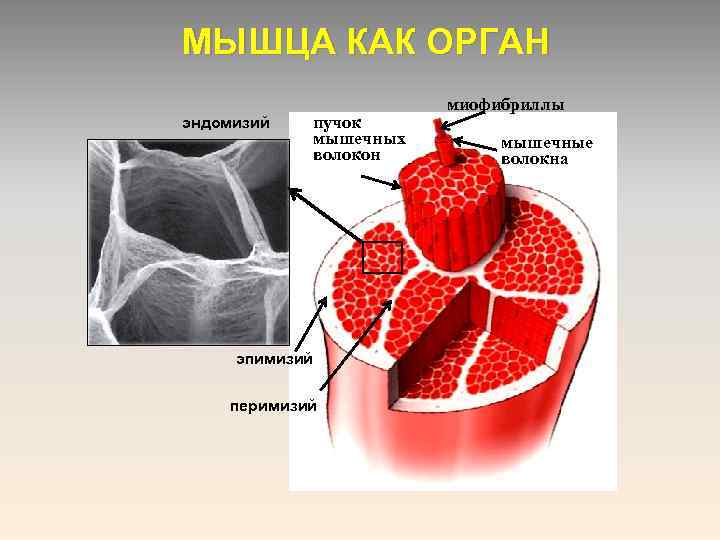 МЫШЦА КАК ОРГАН эндомизий пучок мышечных волокон эпимизий перимизий миофибриллы мышечные волокна 