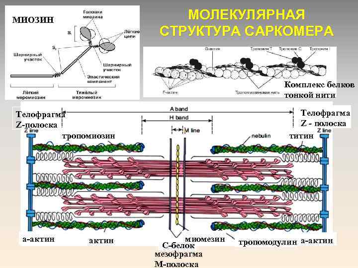 МОЛЕКУЛЯРНАЯ СТРУКТУРА САРКОМЕРА МИОЗИН Комплекс белков тонкой нити Телофрагма Z - полоска титин Телофрагма