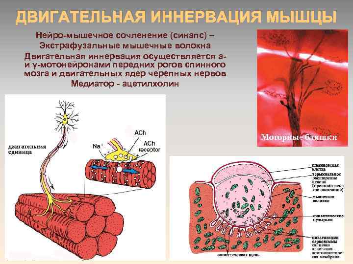 ДВИГАТЕЛЬНАЯ ИННЕРВАЦИЯ МЫШЦЫ Нейро-мышечное сочленение (синапс) – Экстрафузальные мышечные волокна Двигательная иннервация осуществляется a-