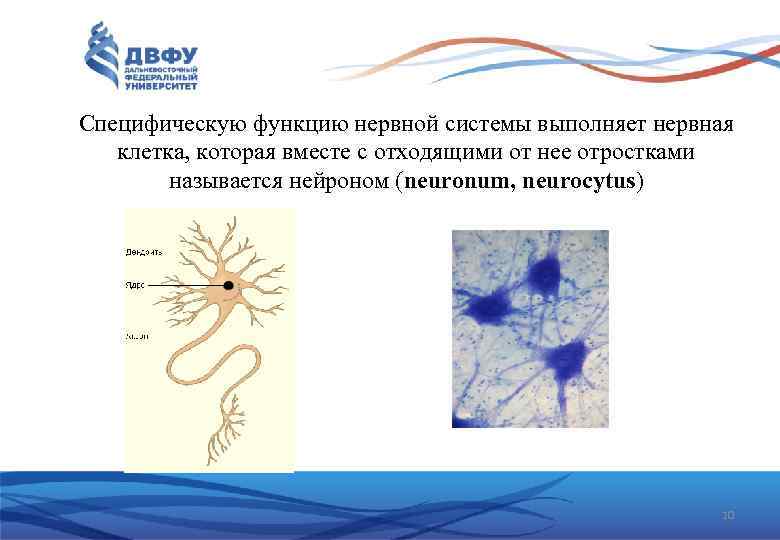 Специфическую функцию нервной системы выполняет нервная клетка, которая вместе с отходящими от нее отростками