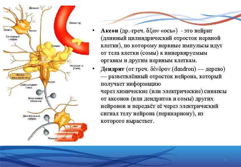  • Аксон (др. греч. ἄξων «ось» ) это нейрит (длинный цилиндрический отросток нервной