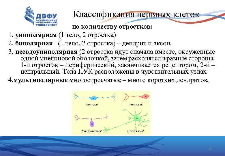 Классификация нервных клеток по количеству отростков: 1. униполярная (1 тело, 2 отростка) 2. биполярная