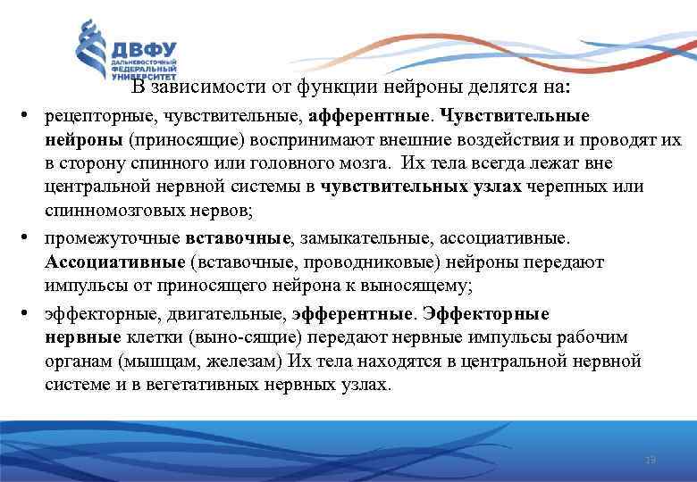 В зависимости от функции нейроны делятся на: • рецепторные, чувствительные, афферентные. Чувствительные нейроны (приносящие)