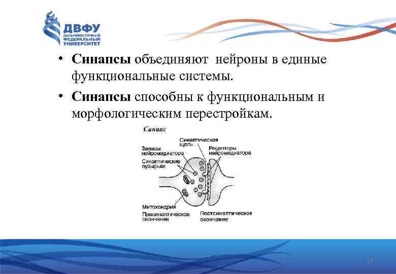  • Синапсы объединяют нейроны в единые функциональные системы. • Синапсы способны к функциональным