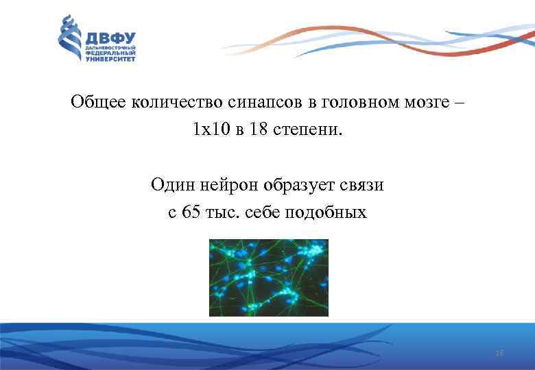 Общее количество синапсов в головном мозге – 1 х10 в 18 степени. Один нейрон