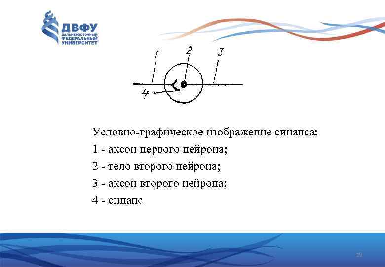 Условно графическое изображение синапса: 1 аксон первого нейрона; 2 тело второго нейрона; 3 аксон