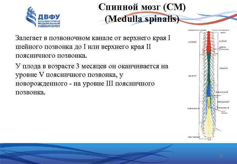 Спинной мозг (СМ) (Medulla spinalis) Залегает в позвоночном канале от верхнего края I шейного