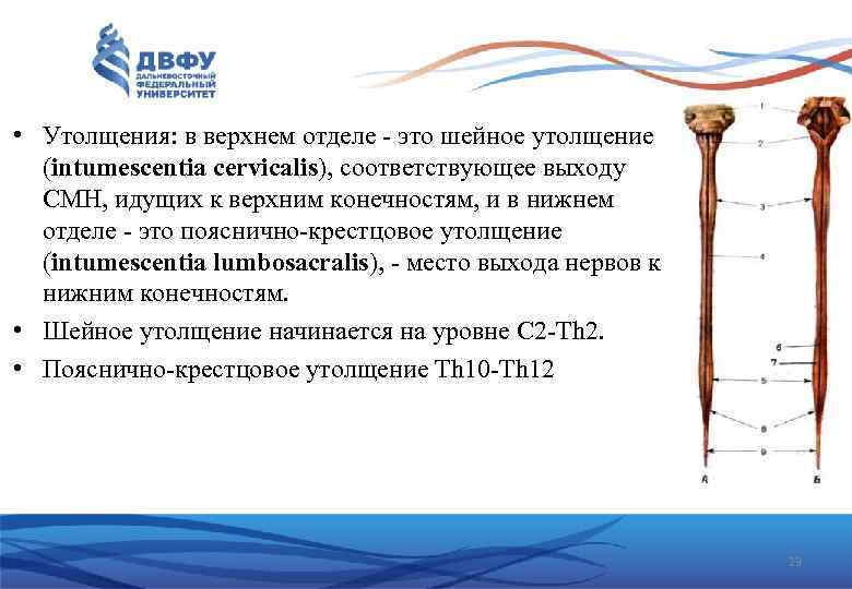  • Утолщения: в верхнем отделе это шейное утолщение (intumescentia cervicalis), соответствующее выходу СМН,