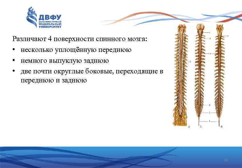 Различают 4 поверхности спинного мозга: • несколько уплощённую переднюю • немного выпуклую заднюю •