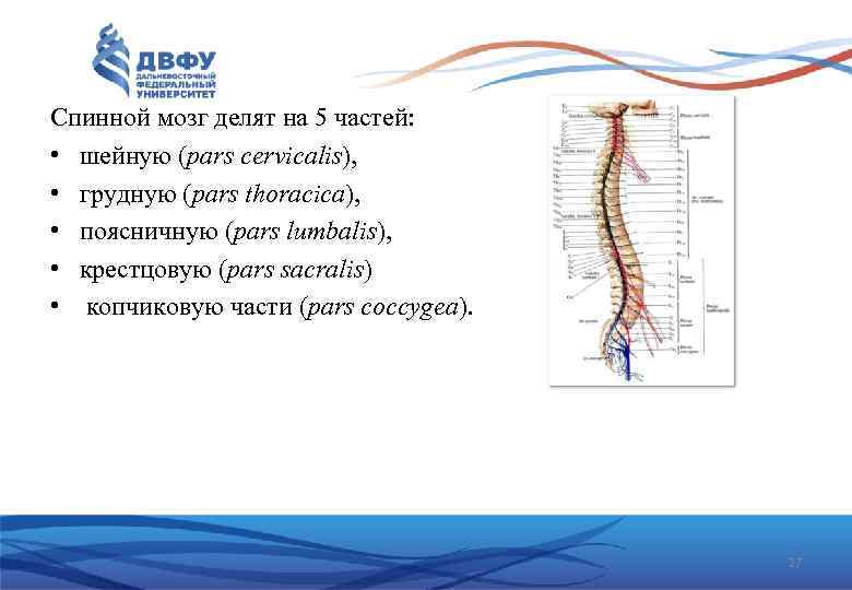 Спинной мозг делят на 5 частей: • шейную (pars cervicalis), • грудную (pars thoracica),