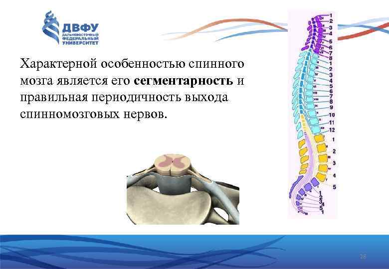 Характерной особенностью спинного мозга является его сегментарность и правильная периодичность выхода спинномозговых нервов. 28