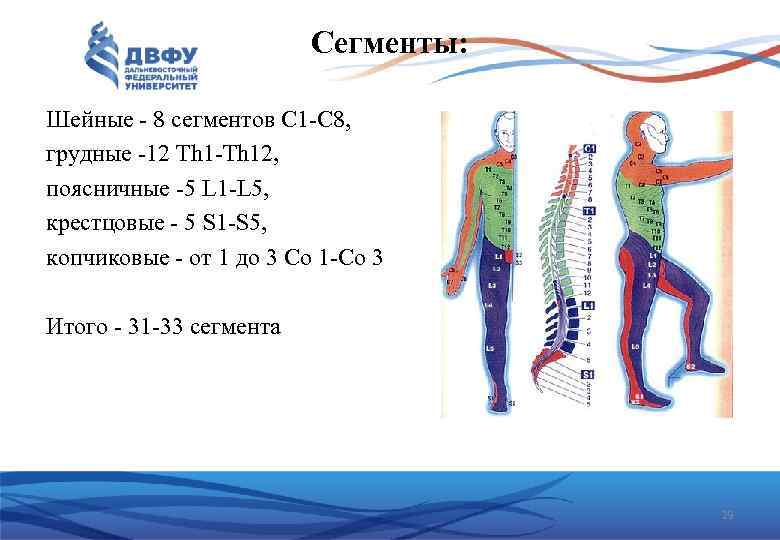 Сегменты: Шейные 8 сегментов С 1 С 8, грудные 12 Тh 12, поясничные 5